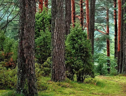 Slapen in de natuur: ontdek de voordelen van een bosrijke overnachting